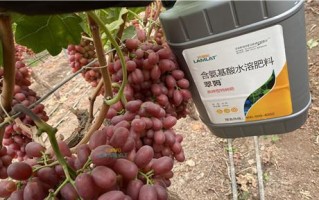 如何选择适合富贵子的肥料？（了解富贵子的营养需求，选择正确的肥料）