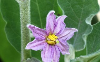 茄子花的颜色是什么？（探究茄子花的色彩之谜）