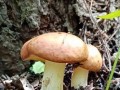 松茸的生长环境与生长地方条件——探寻松茸的产地及培育技巧