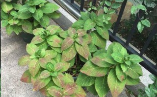 探析绣球花炭疽病的发病原因及治疗方法（保护绣球花健康成长的关键——预防和治疗炭疽病）