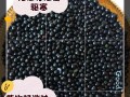 黑辣椒的成熟过程（从花朵到果实，探究黑辣椒的成熟之道）