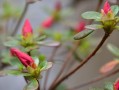 杜鹃为何结花苞却不开花？（探究杜鹃不开花的原因及应对方法）