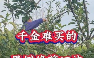 苹果树修剪方法（打造健康树冠，提高果实产量）