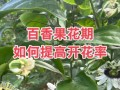 百香果的花期是什么时候？（探究百香果开花的时间及影响因素）