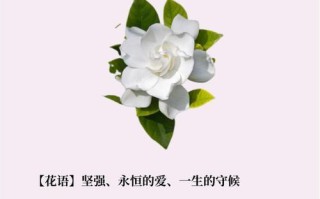 如何科学浇水？——以桅子花为例（春夏秋冬，不同季节的浇水技巧与注意事项）