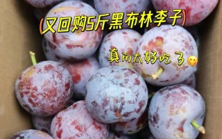 如何挑选美味的黑布林（全方位指南教你选择口感鲜美的黑布林）