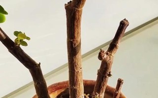 如何养护金枝玉叶，使其茂密生长（关键技巧，让你的金枝玉叶更加繁茂）