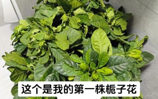 栀子花（优雅而得体的修剪方式与注意事项）