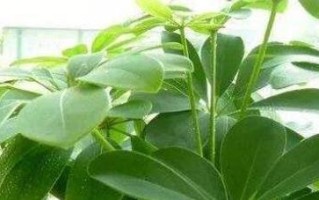 七叶莲养护指南（快速成为养护高手，七叶莲养殖需要掌握的要点）