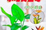 如何正确养护天堂鸟夏天