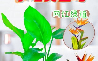 如何正确养护天堂鸟夏天