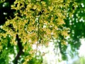 龙爪开花时间及特点（了解龙爪的生长周期和美丽之处）