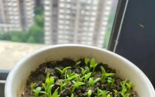 如何选择合适的火龙果盆？（火龙果盆的大小、材质和选购技巧）
