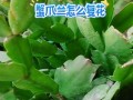 蟹爪兰修剪后的正确施肥方法