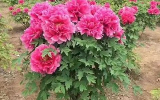 牡丹种子种植指南（选择最佳时间，轻松种植美丽牡丹）