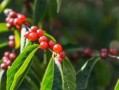金银花果实的药用价值与食用方法（金银花果实的营养价值和健康功效）