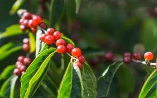 金银花果实的药用价值与食用方法（金银花果实的营养价值和健康功效）