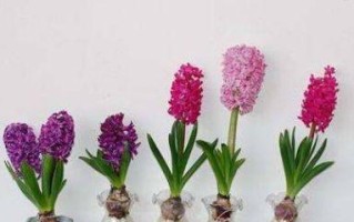 风信子种植（了解风信子种植的两种方式，为您的花园选取最佳种植方式。）