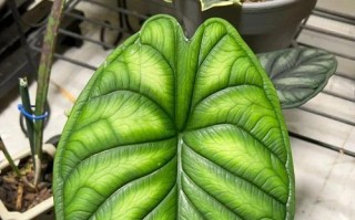 海芋和竹芋，哪个更适合室内养？