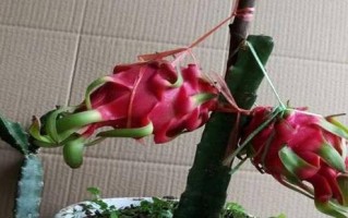 如何科学浇水火龙果（掌握方法，让火龙果茁壮成长）