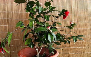 茶花的生长特点（一年内高度变化及影响因素）