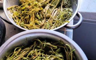 生吃春菜是安全的吗？（春菜的营养和食用方法）