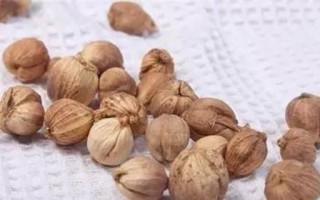 豆蔻与白豆蔻的区别和相似之处（解密这两种香料的秘密，你知道吗？）