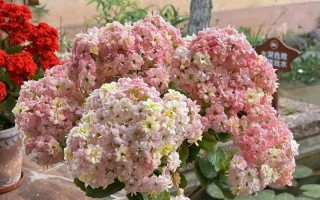 夏季长寿花养护指南（怎么做才能让长寿花安全度夏？）