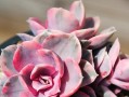 以紫珍珠夏天怎么养（夏季紫珍珠养护方法及注意事项）