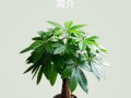 发财树的甲醛吸收能力（揭秘发财树的环保特性，让它成为室内空气净化的“神器”）