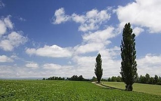 白杨树的种植条件及选择场地（选择土壤、气候、环境等方面的要点）