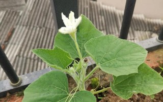 空心菜发芽时间（播种后多久能发芽？如何促进发芽？）