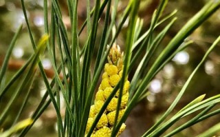 马尾松——一种常见的针叶林植物（了解马尾松的生态特征和应用价值）