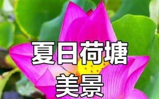 夏天之约（夏日阳光下的荷花世界）