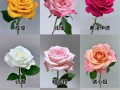 揭秘玫瑰花的开花和开放时间（一天内玫瑰花的开放奥秘）