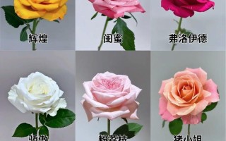 揭秘玫瑰花的开花和开放时间（一天内玫瑰花的开放奥秘）