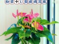 红掌的盆栽技巧（如何选择盆栽及养护技巧）