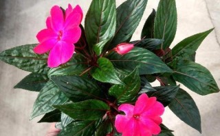 探究凤仙花的生长习性（是多年生植物吗？如何养护？）