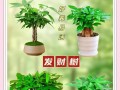 发财树的来历与寓意（探寻发财树名字的由来及背后的文化内涵）