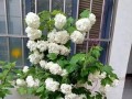鲜花绣球的养护指南（打造美丽庭院的秘诀）