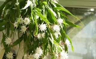 室内养花无阳光怎么办？（解决方法与技巧，让你的花朵依旧绽放）