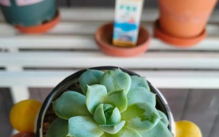 多肉植物到底要不要常浇水？（科学浇水才是养多肉的秘诀）