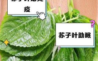 如何选择苏子叶种植的最佳时间（合适的月份、适宜的气候条件和种植技巧）