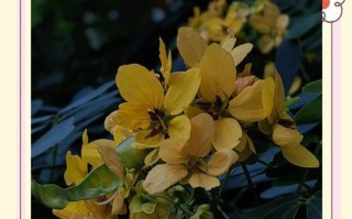 黄金槐的开花时间及花期特点（探寻黄金槐的独特魅力）