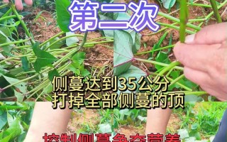 爬藤牵牛摘心打顶全攻略（掌握爬藤牵牛摘心打顶的正确时间与方法，成功追求爱情）