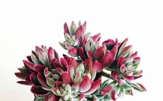 冬季刚栽的多肉植物如何护理？（关键步骤和技巧助你成功养殖）
