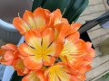 君子兰（开花颜色、花期、花语、养护技巧等你知道吗？）