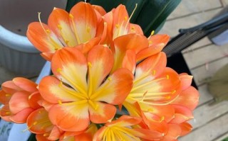 君子兰（开花颜色、花期、花语、养护技巧等你知道吗？）