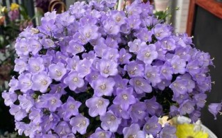 打造盛开的风铃草花园（风铃草怎么养殖？养殖技巧分享）