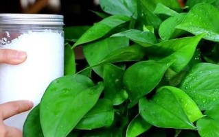 绿萝肥料使用指南（掌握绿萝施肥时间和肥料选择的技巧）